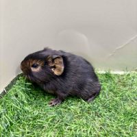 Jeunes mâles us teddy rex #10