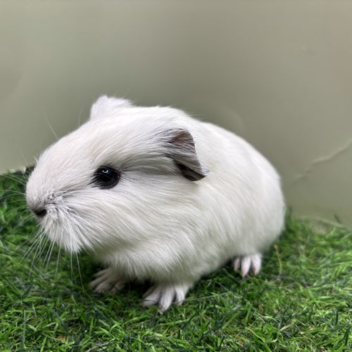 Cobaye femelle #4