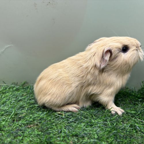 Cobaye femelle #5