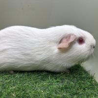 Cobaye femelle #1