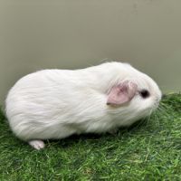 Cobaye femelle