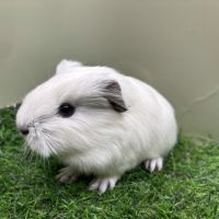 Cobaye femelle #4
