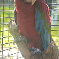 Ara chloroptere mâle