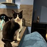 Chat anakin à l adoption #3