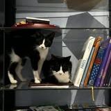 Chat anakin à l adoption #1