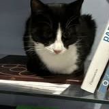 Chat anakin à l adoption #0