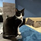 Chat anakin à l adoption #4