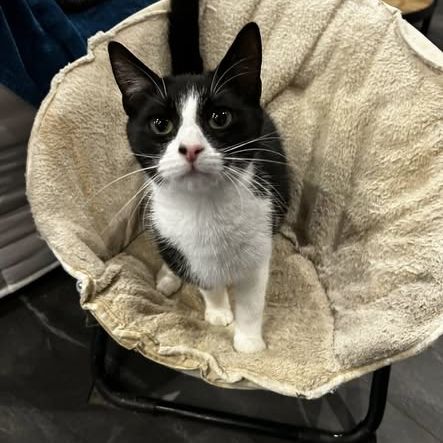 Chat aby à l adoption