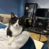 Chat aby à l adoption #2