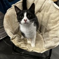 Chat aby à l adoption #0