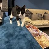 Chat aby à l adoption #3