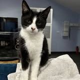 Chat aby à l adoption #4