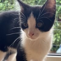 Chat amandine à l adoption