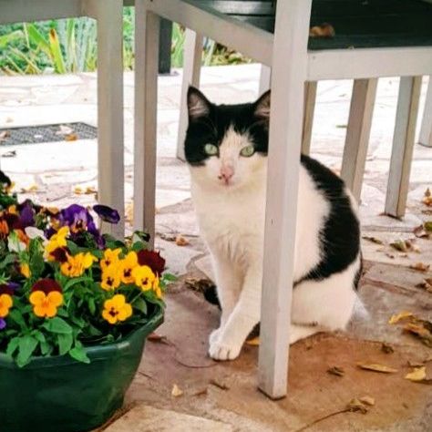 Chat lulu à l adoption