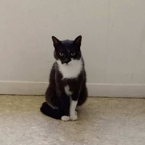 Chat pomponnette à l adoption