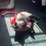 Chat loste à l adoption #2