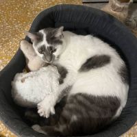 Chat loste à l adoption