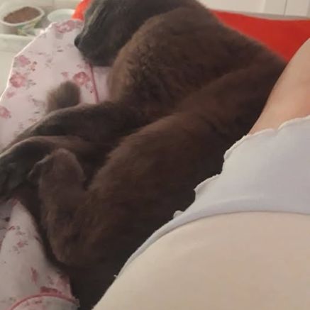 Chat caline à l adoption