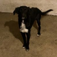 Chien lola à l adoption