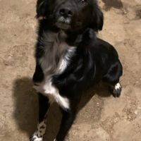 Chien vulcain à l adoption