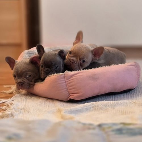 Magnifiques chiots type bouledogue français exotic #1