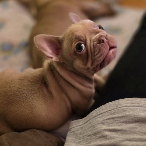 Magnifiques chiots type bouledogue français exotic #3