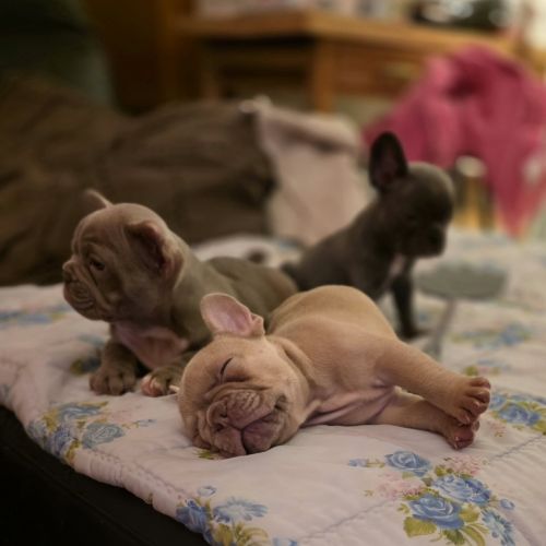 Magnifiques chiots type bouledogue français exotic #4