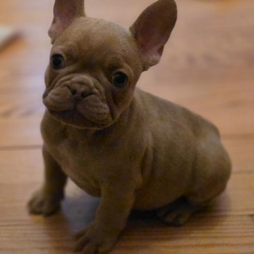 Magnifiques chiots type bouledogue français exotic