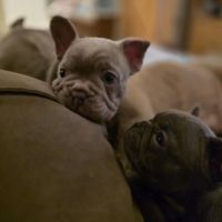 Magnifiques chiots type bouledogue français exotic #2