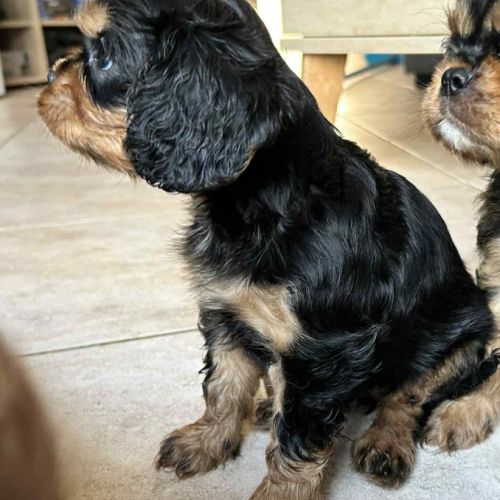3 femelles cavalier king charles noire et feu #1