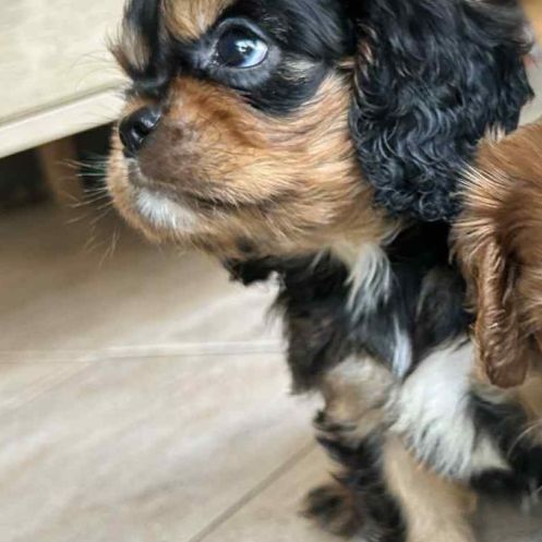 3 femelles cavalier king charles noire et feu #2