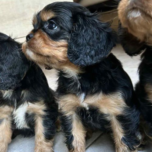 3 femelles cavalier king charles noire et feu