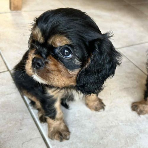 3 femelles cavalier king charles noire et feu #5