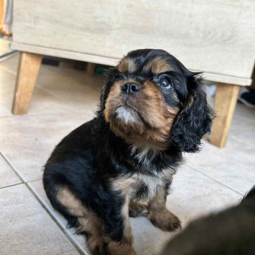 3 femelles cavalier king charles noire et feu #6