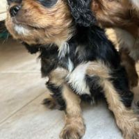 3 femelles cavalier king charles noire et feu #3