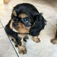 3 femelles cavalier king charles noire et feu #5