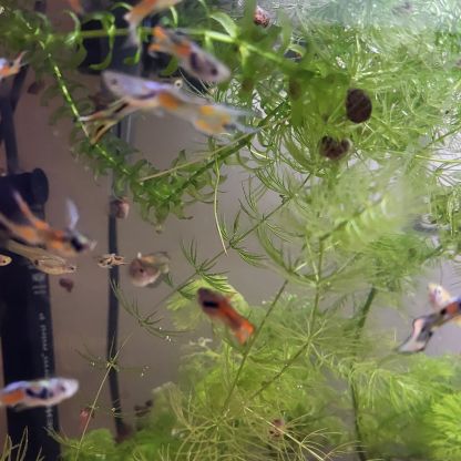 Guppy/crevette/plante #4