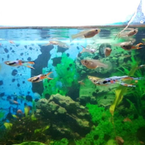 Guppy/crevette/plante #7