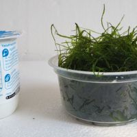 Guppy/crevette/plante #1