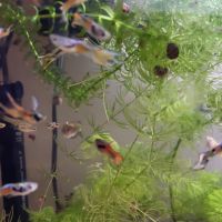 Guppy/crevette/plante #4