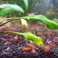 Guppy/crevette/plante #5