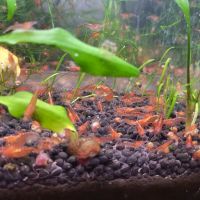 Guppy/crevette/plante #6