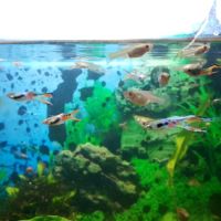 Guppy/crevette/plante #7