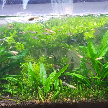 Guppy endler differents coloris #1