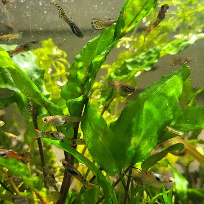 Guppy endler differents coloris #0