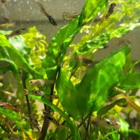 Guppy endler differents coloris