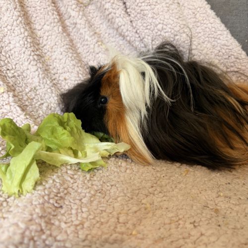 Cochon d inde à aimer