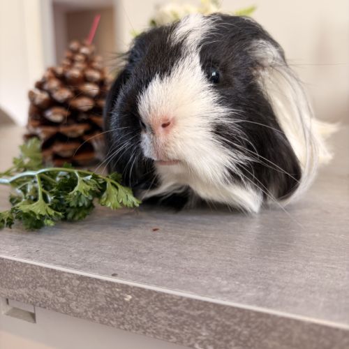 Cochon d inde à aimer #2