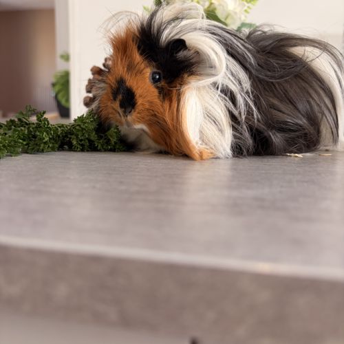 Cochon d inde à aimer #3