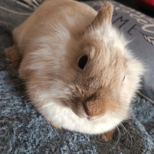 🐰 adoption – 3 lapines naines #1